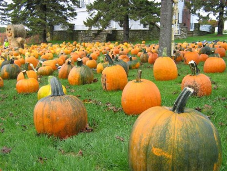 Hunt for perfect pumpkin