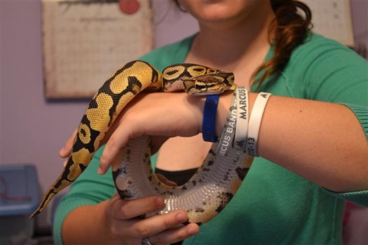 Junior Angela Hoffman holds one of her ball python snakes. She owns eight of them as pets in her home. Snake breeding is one her hobbies that earns her extra pocket money. 