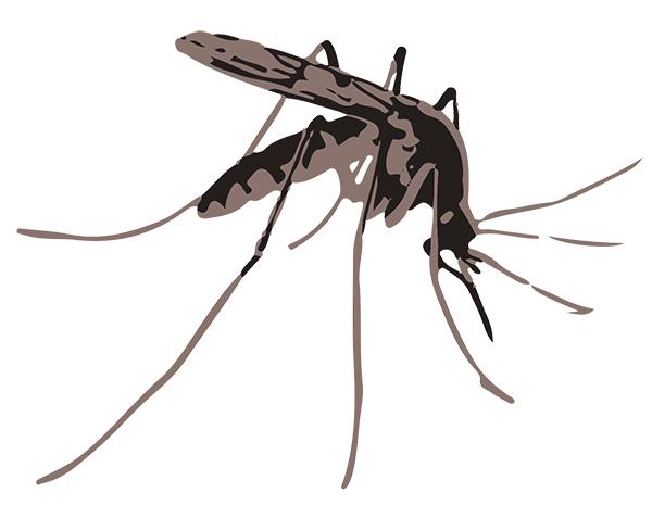 West Nile Virus found, risk level low