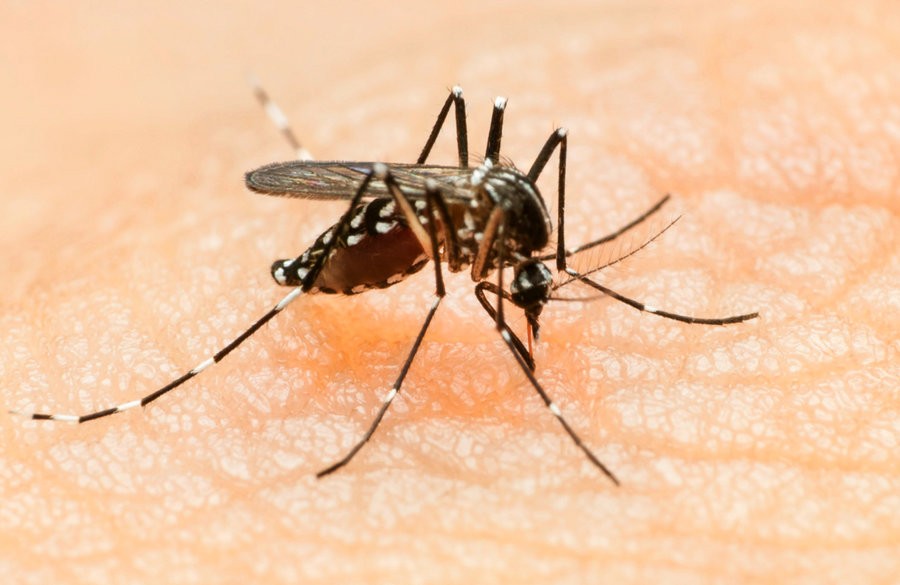 Mosquito borne virus poses threat to locals