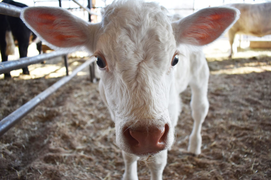 Newborn calves fill the Ag Barn