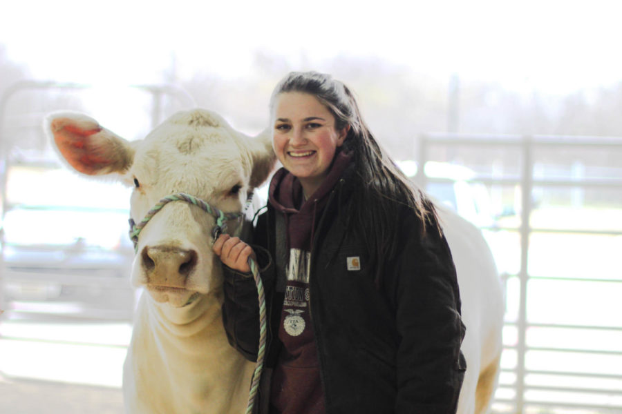 Senior Grace Carver, Vice President of  FFA, shows off one of her cows, Daisy outside of the LISD Agriculture barn in Lewisville. Carver goes to the barn everyday to feed, wash and train her animals.