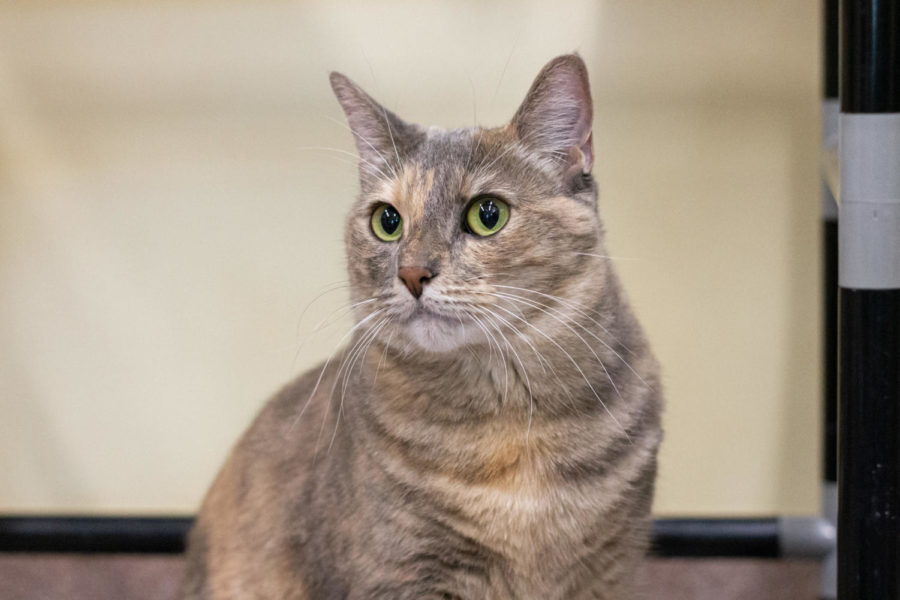 Fifi is very affectionate towards people and likes to explore. 