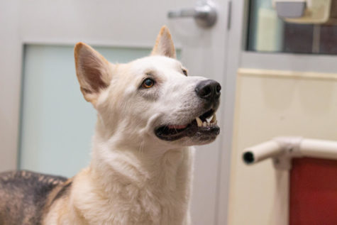 Balto is very energetic and loves to play with people. 