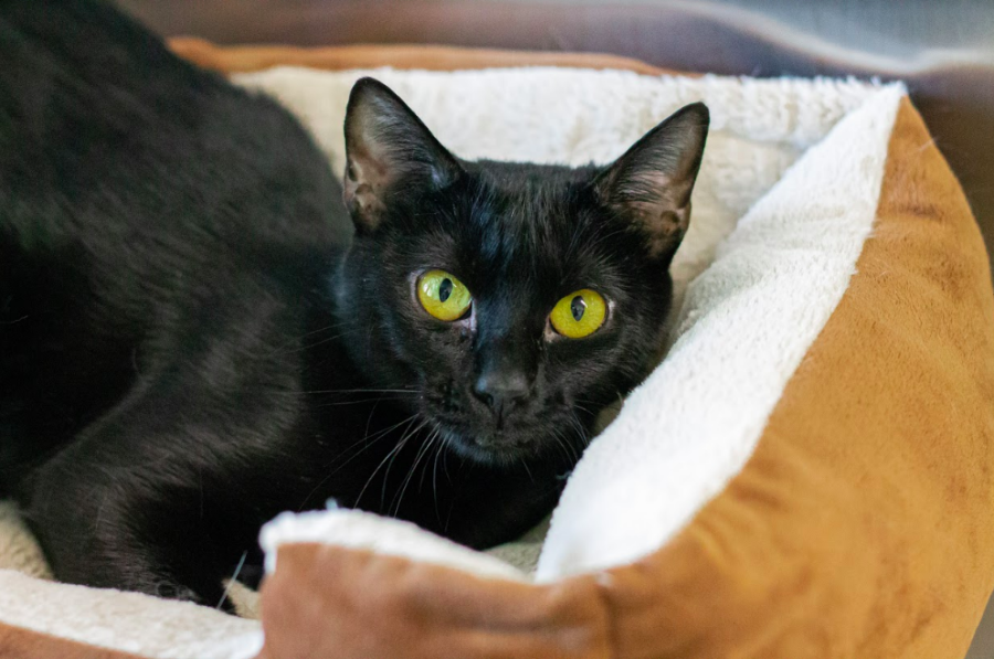Daliah can be shy at first, but once she opens up to people, she likes to lay back and be pet for hours.