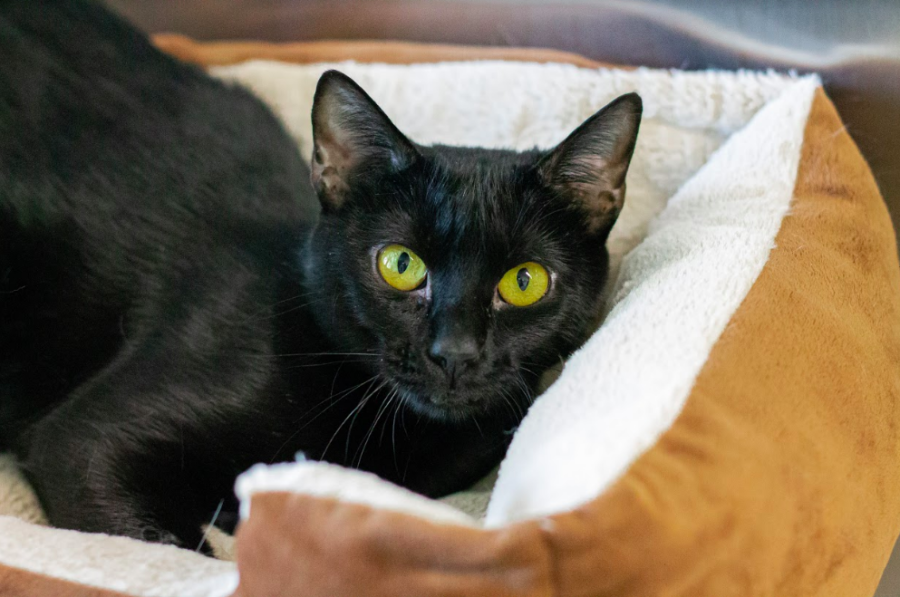 Daliah can be shy at first, but once she opens up to people, she likes to lay back and be pet for hours. 