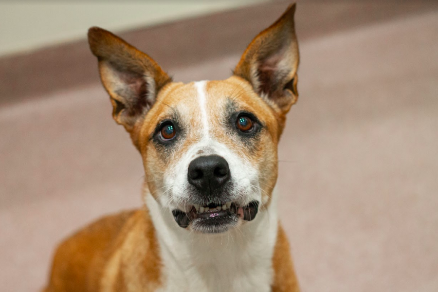 Shelby is shy, but she quickly warms up to people. Once she's comfortable, Shelby will ask for pets and treats.