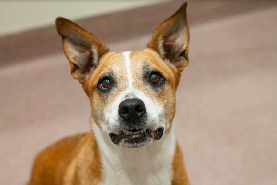 Shelby is shy, but she quickly warms up to people. Once shes comfortable, Shelby will ask for pets and treats. 