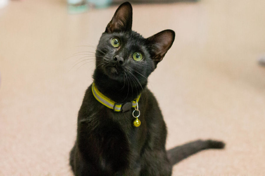 Twister is a ball of energy and loves to play with his toys for hours. 