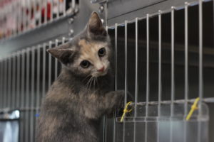 Possum is a very energetic and cuddly kitten. 