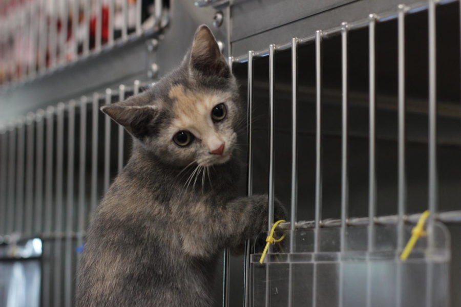 Possum is a very energetic and cuddly kitten. 