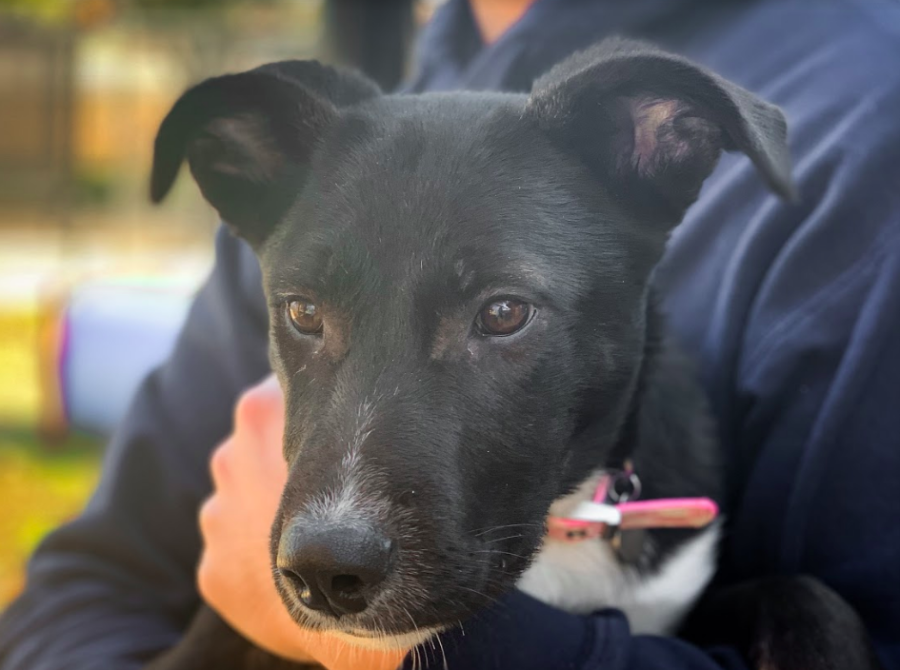 Luna is an energetic puppy that loves to play. 