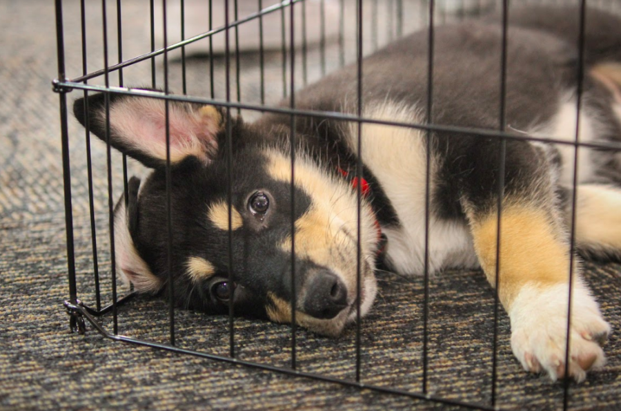 The puppies that visited in September were kept in a playpen on the floor of the library, where students could easily reach out to pet them and play. However, the huskies coming to campus tomorrow morning are younger and therefore more fragile than those that visited earlier this year, so they will likely be kept behind the desk unless they are being held. 