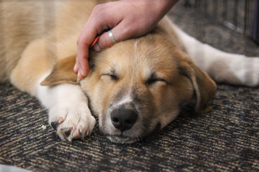 This will be the second time this school year that puppies visit students in the library. In September, two puppies spent the day on campus, playing with excited students and faculty. 