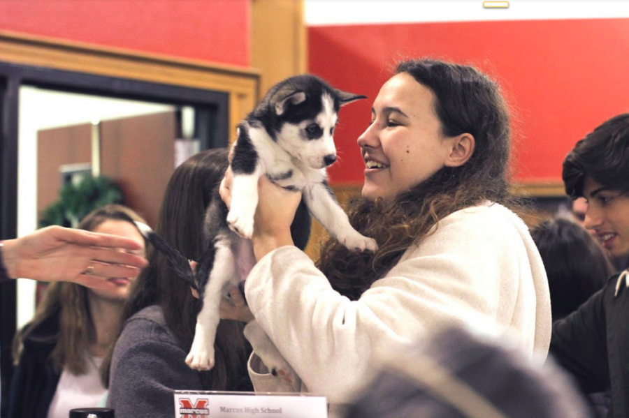 Students+got+to+hold+husky+puppies+in+the+library+the+morning+before+finals.+The+puppies+were+brought+in+by+English+teacher+and+Texas+Husky+Rescue+Foster+Director+Meghan+Regent.+Students+could+pay+five+dollars+to+hold+the+puppies%2C+and+the+proceeds+would+go+towards+their+medical+bills.