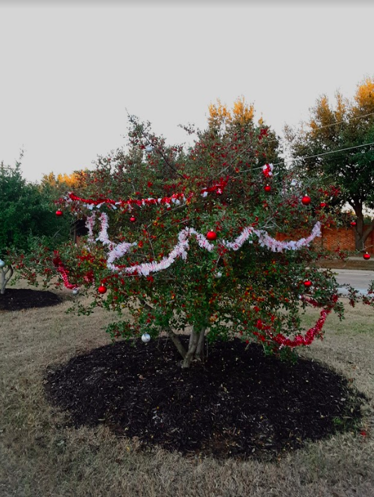 Flower Mound residents used tinsel and ornaments to decorate trees on Morris Road for the holiday season. Students are able to find some of these trees outside of the front of the school.