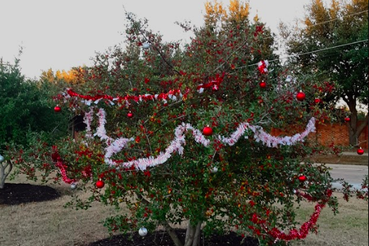 Trees decorated with tinsel and ornaments by members of Help a S.T.A.R. can be found along Morris road. 