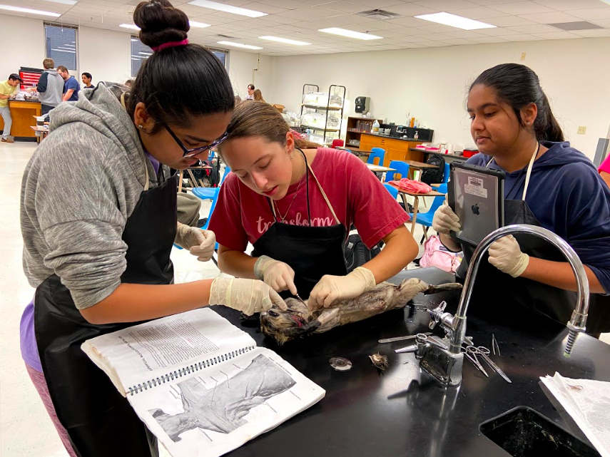 Seniors Preena Desai, Victoria Cheshire and Shreena Desai dissect their cat in AP Biology teacher Scott Hinsley’s first period class. Students looked for particular muscles on their subject in order to learn how to identify parts of a cat’s anatomy.