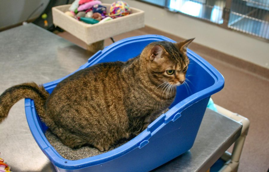 Catniss was a bit camera shy, and chose to stay in her litter box.